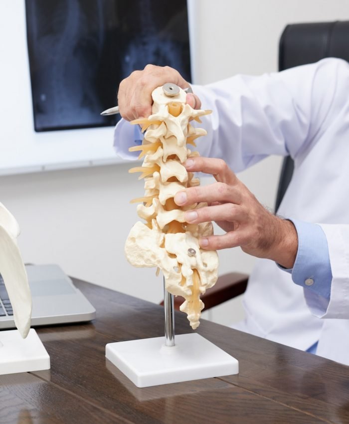 Osteopath in Adelaide showing Spine model